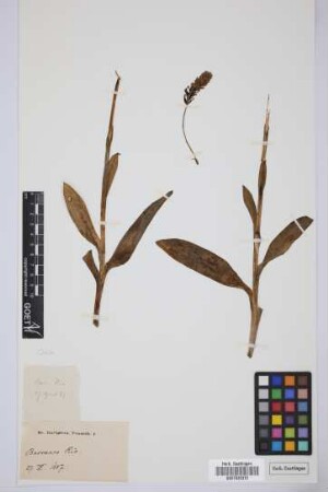 no identification (Orchidaceae)