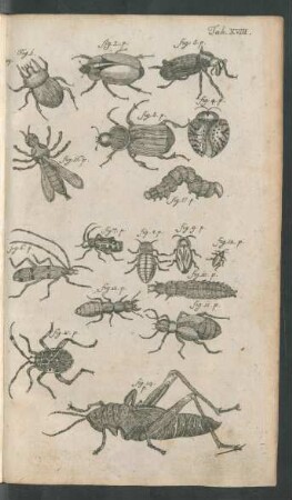 Tab. XVIII. Fig. 1. p. - Fig. 16. p.