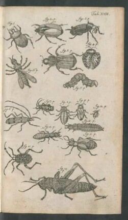 Tab. XVIII. Fig. 1. p. - Fig. 16. p.