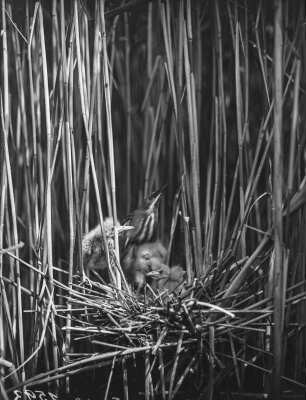 Zwergdommel : Zwergdommel (Ixobrychus minutus Linnaeus), adulter Vogel und Jungvögel im Nest.
