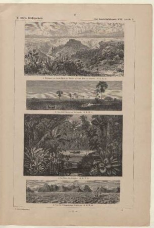 Aus dem Llanos von Venezuela