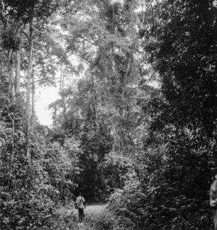 Regenwald : Mann auf einem Weg durch den Regenwald