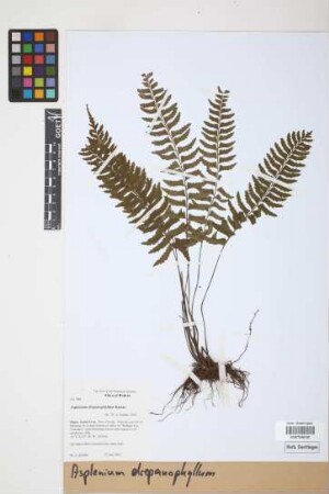Asplenium drepanophyllum Kunze