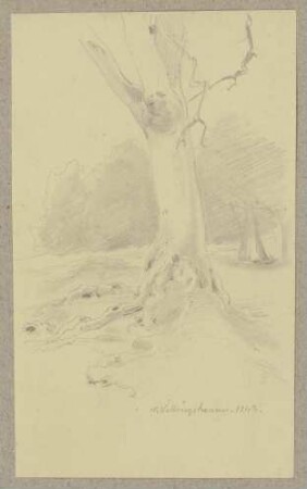 Kahler Baum bei Willingshausen