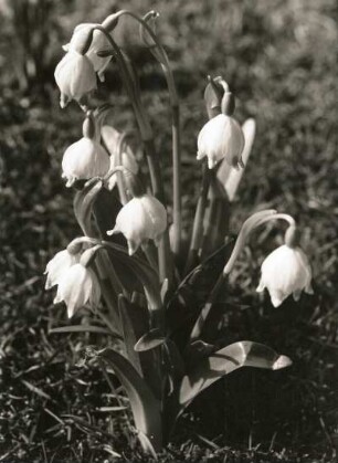 Frühlings-Knotenblume (Leucojum vernum), auch Märzenbecher, Märzbecher, Märzglöckchen oder Großes Schneeglöckchen