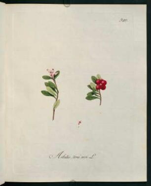 Arbutus uva ursi L.