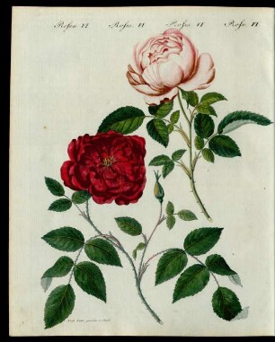 Rosen-Arten.