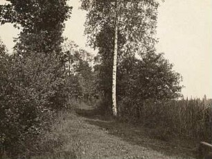 Oberlausitz. Königswarthaer Teichgebiet