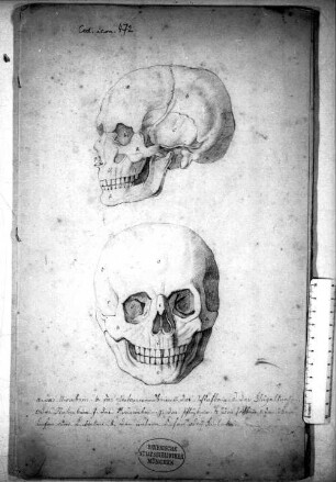 Anatomische Zeichnungen von Menschen - BSB Cod.icon. 472