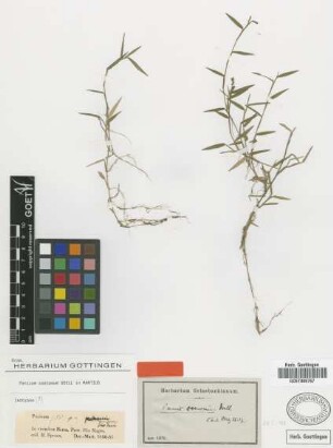 Panicum coenosum Döll [type]
