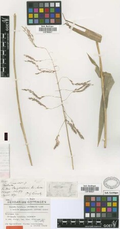 Tricuspis latifolia Griseb. [holotype]