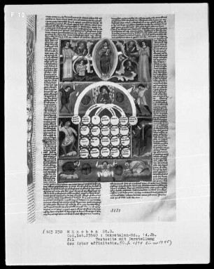 Michael Scotus - Astrologie — Arbor affinitatis