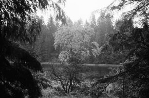 Herrenwies: Herrenwieser See bei Herrenwies, Durchblick mit Blätterbaum