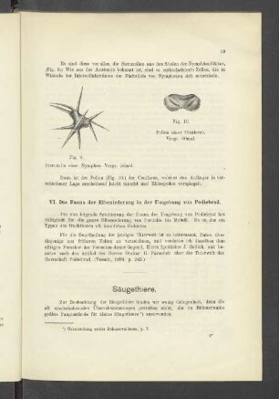 VI. Die Fauna der Elbeniederung in der Umgebung von Podiebrad