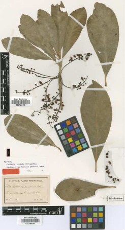 Ardisia pendula Urb.