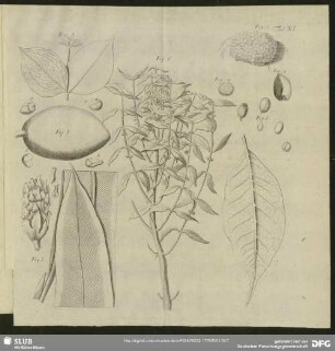 Tab. XI. Fig. 1 - Fig. 6
