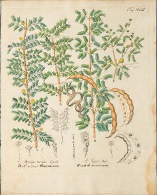 Taf. XXXII. Acacia tortilis Forsk / A. Syal. Del.
