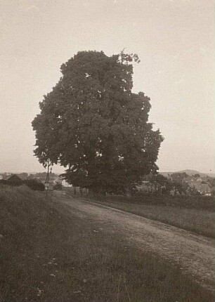 Doppel-Linde (Tilia)