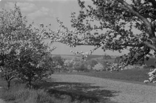 Frühling in Döhlen bei Kubschütz. : Nalěćo w Delanach blisko Kubšic.