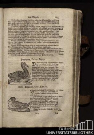 Cap. 9. Hagelgans, Fulica.