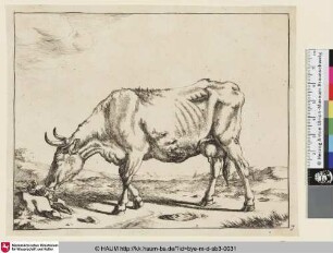[Un vache debout, vue de profil, et dirigée vers la gauche; Stehende Kuh im Profil nach links grasend]