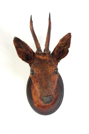 Rehkopf auf Holzscheibe