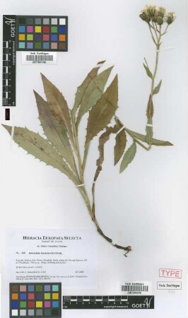 Hieracium dunkelii Gottschl. [isotype]
