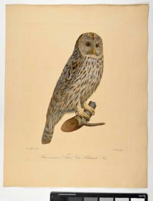 Strix macroura. Natterer. Die Habichtseule. Mas. - Habichtskauz. Strix uralensis; mas. - Zeichner: Ambrosius Gabler; Stecher: Johann Carl Bock