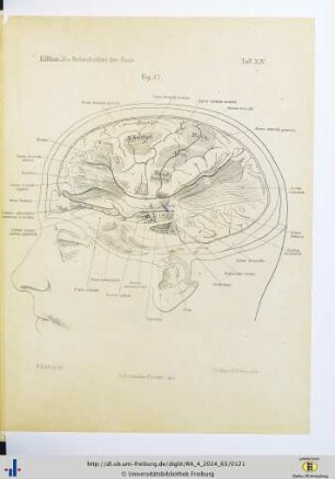 Fig. 17. Taf. XIV.