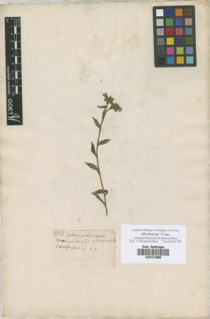Symphytum