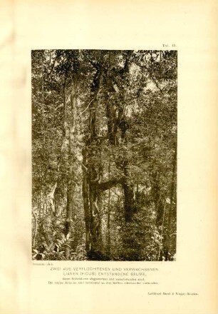 Taf. 45. Zwei aus verflochtenen und verwachsenen Lianen (Ficus) entstandene Bäume, deren Stützbäume abgestorben und verschwunden sind. ...