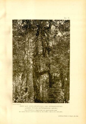 Taf. 45. Zwei aus verflochtenen und verwachsenen Lianen (Ficus) entstandene Bäume, deren Stützbäume abgestorben und verschwunden sind. ...