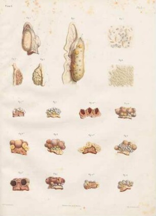 Embryogenese