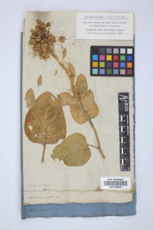 Nicotiana rustica