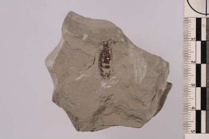 Laufkäfer (Carabidae)
