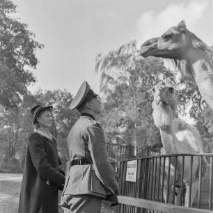 Zoologischer Garten Berlin, Wehrmachtssoldat in Uniform steht vor dem Kamelgehege, Soldaten auf Urlaub