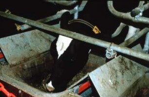 Fotografie: Milchviehhaltung, Halsbandtransponder