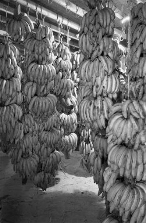 Obst- und Gemüsegroßhandlung Georg Häußer in der Schlachthausstraße 13.