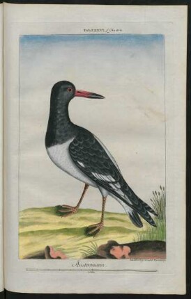 Austermann