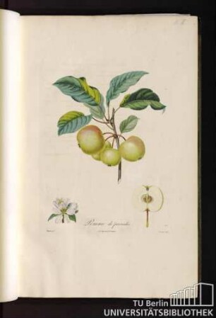 Pomme de paradis.