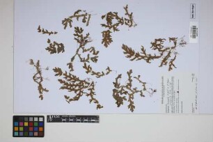 Selaginella producta Baker