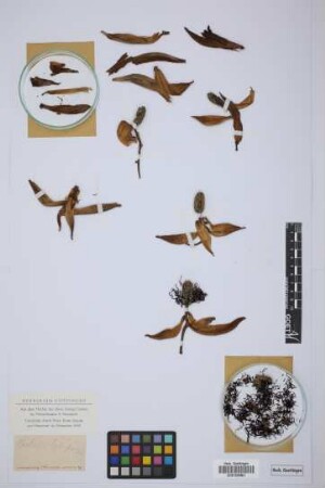 Carludovica latifolia
