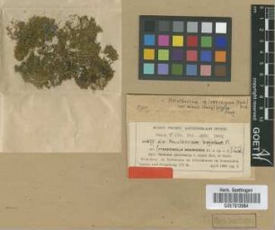 Meiothecium bogoriense M.Fleisch. [syntype]