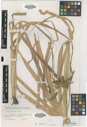 Carex antoniensis A.Chev.