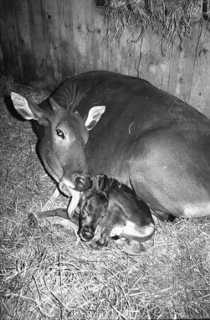 Nachwuchs bei den Banteng-Rindern im Karlsruher Zoo