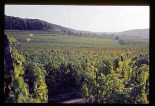 Weinbau im Kaiserstuhl