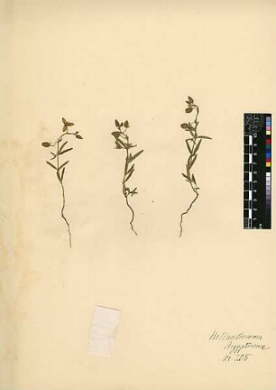 Cistaceae Helianthemum aegyptiacum Linné, Carl von (1707 - 1778)