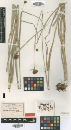 Rhynchospora pringlei Greenm. [type]