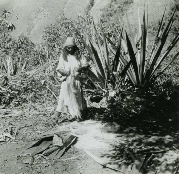 Arhuaco bündelt maguyfasern.