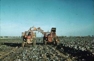Fotografie: Gartenbautechnik-Freiland, Erntetechnik, Kopfkohl
